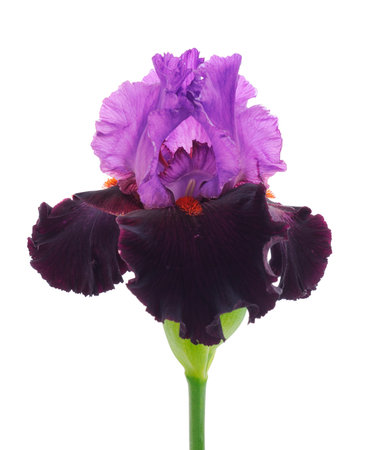 Iris flower isolated on white background.