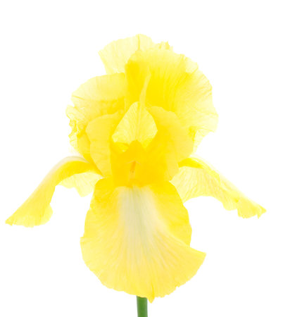 Iris flower isolated on white background.