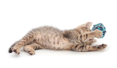 Little kitten playing with a ball of yarn isolated on white background.の写真素材