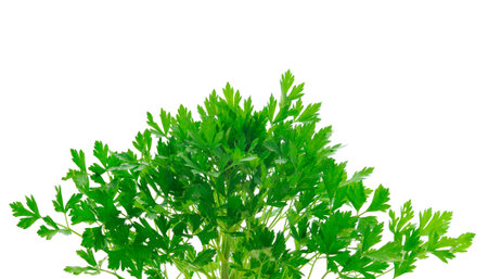 Bunch fresh green organic parsley on white background