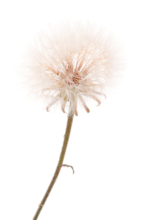 Dandelion Flowers Isolated On White Background.の写真素材