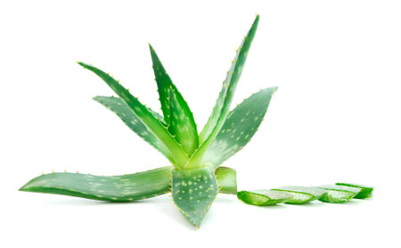 Green leaves of aloe plant isolated on white background.の写真素材