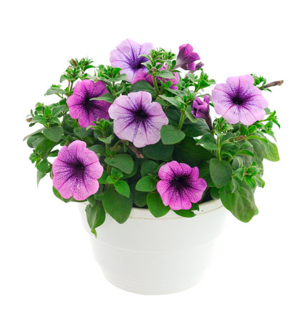 Saintpaulia in a pot on a white background.の写真素材