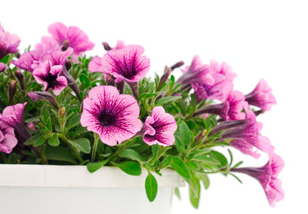 Bouquet of beautiful Calibrachoa flowers isolated on white background.の写真素材