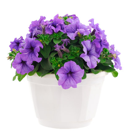 Bouquet of flowers petunia in a pot isolated on a white background.の写真素材