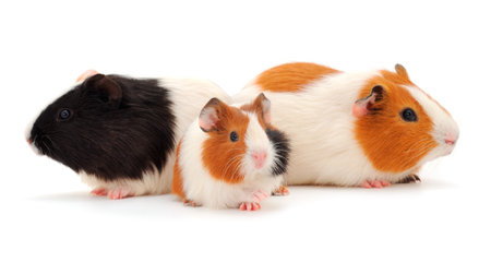 Three guinea pigs isolated on white background. Funny, guineapig.の写真素材