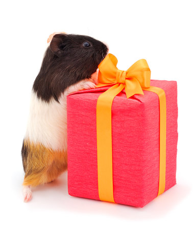Gift box and guinea pig isolated on white background. Funny, guineapig. Vacation. Valentine's Day. Women's Day. mothers day.の写真素材