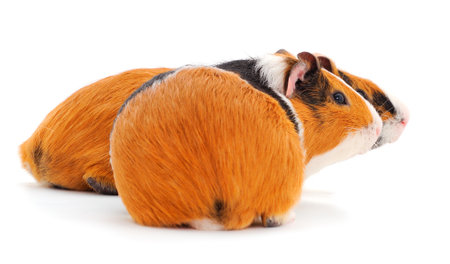 Two guinea pigs isolated on white background. Funny, guineapig.の写真素材