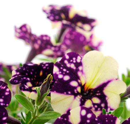 Beautiful flowers petunia isolated on a white background.の写真素材