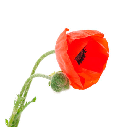 Decorative poppy isolated on white backgroundの写真素材