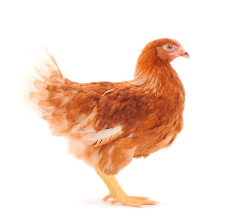 Young brown hen isolated on white background.の写真素材