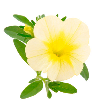 Calibrachoa flowers isolated on white background.の写真素材