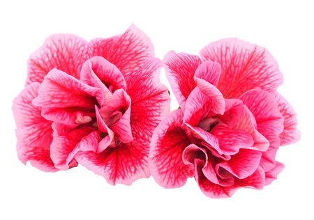 Beautiful flower pink petunia isolated on a white background.の写真素材