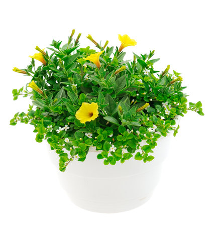Bouquet of flowers petunia and bacopa in a pot isolated on a white background.の写真素材