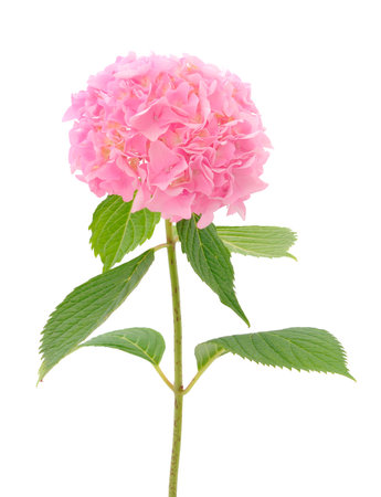 A beautiful bouquet of pink hydrangea flowers.の写真素材