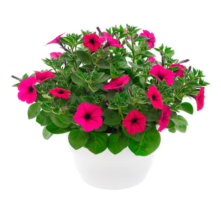 Bouquet of flowers petunia in a pot isolated on a white background.の写真素材