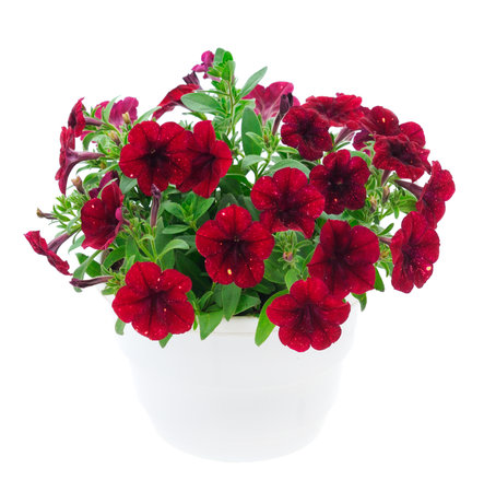 Bouquet of flowers petunia in a pot isolated on a white background.の写真素材