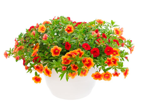 Calibrachoa flowers in a pot isolated on a white backgroundの写真素材