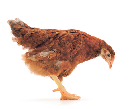 Young brown hen isolated on white background.の写真素材
