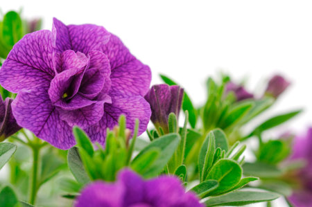 Calibrachoa flowers isolated on white background.の写真素材