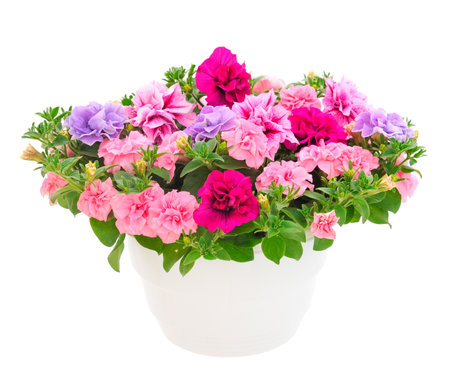 Bouquet of flowers petunia in a pot isolated on a white background.の写真素材
