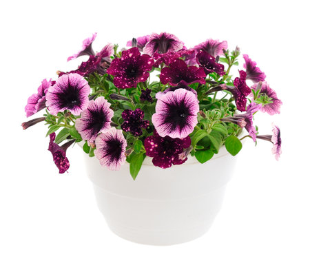 Bouquet of flowers petunia in a pot isolated on a white background.Mix.の写真素材