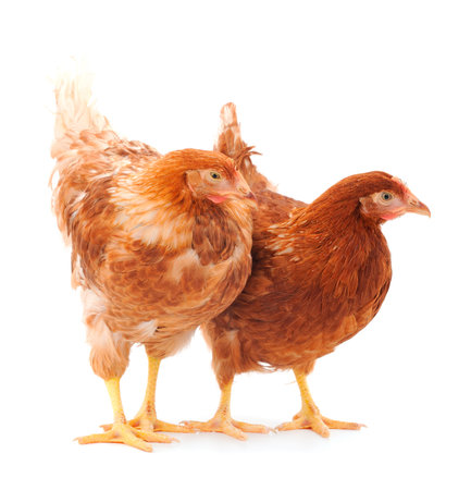 Two young brown hen isolated on white background.の写真素材