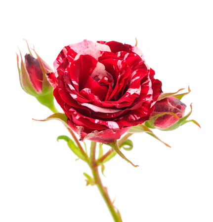 Red beautiful roses isolated on white background.の写真素材