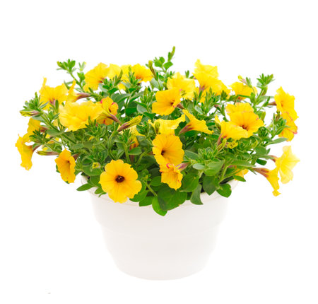 Bouquet of flowers petunia in a pot isolated on a white background.の写真素材