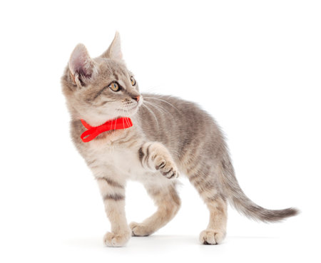 Small gray kitten on a white background.の写真素材