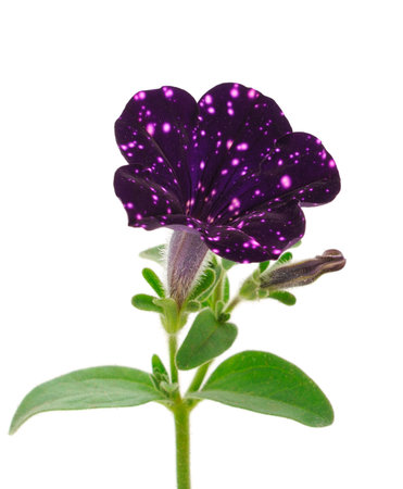 Beautiful flower purple petunia isolated on a white background.の写真素材