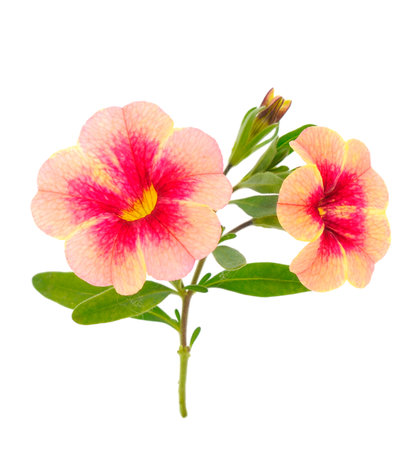 Calibrachoa flowers isolated on white background.の写真素材