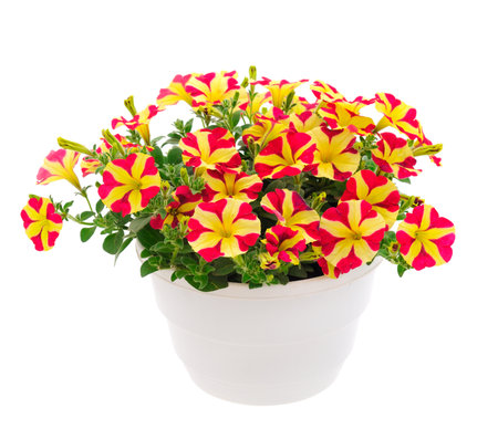Bouquet of flowers petunia in a pot isolated on a white background.の写真素材