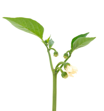 Bell pepper branch with flower isolated on white background.の写真素材