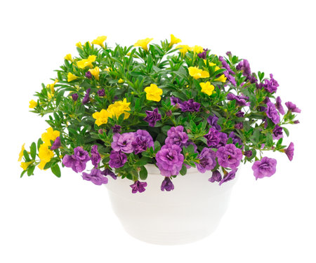 Bouquet of beautiful Calibrachoa flowers in pot isolated on white background.の写真素材