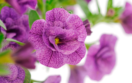 Calibrachoa flowers isolated on white background.の写真素材