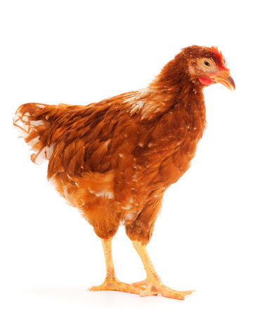 Young brown hen isolated on white background.の写真素材