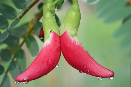 A pair of beautiful red Agasta after raining in Thailandの写真素材