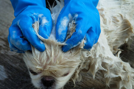 dog taking a shower with soap and waterの写真素材