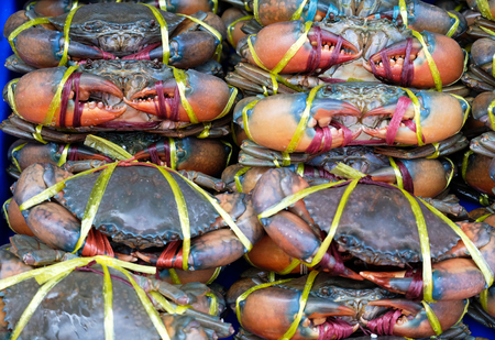 many of Crab meat boundの写真素材