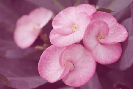 pink color backgrounds Crown of Thorns flowers nature, soft focus of beautiful flowers with color filtersの写真素材