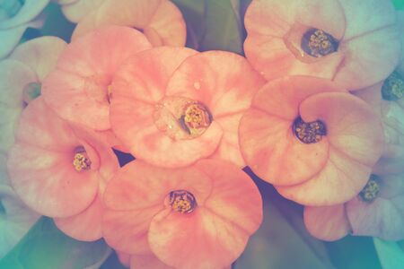 soft focus of beautiful flowers with color filters, Crown of Thorns flower with color filtersの写真素材