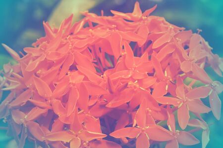 Rubiaceae flower with color filter, soft focus of beautiful flowers with color filtersの写真素材