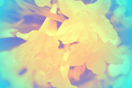 soft focus of beautiful flowers with color filtersの写真素材