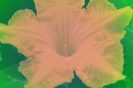soft focus of beautiful flowers with color filters, pumpkin flower with color flowerの写真素材