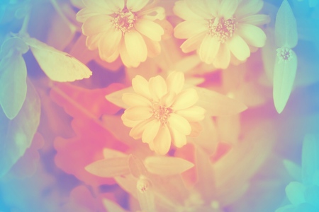 soft focus of beautiful flowers with color filtersの写真素材