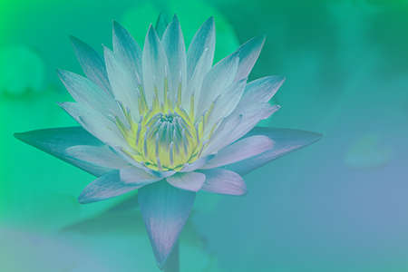 soft focus of beautiful flowers with color filtersの写真素材