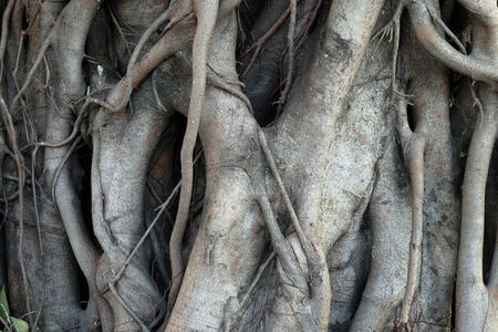 Close-up of banyan tree rootsの写真素材