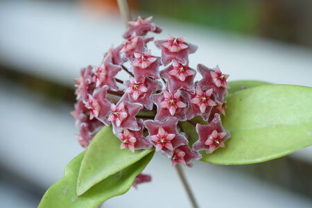 close up red Hoya flowers. (Hoya parasitica)の写真素材