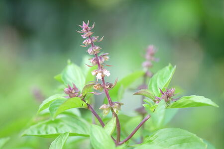 purple inflorescence of sweet basil in open field in Thailandの写真素材